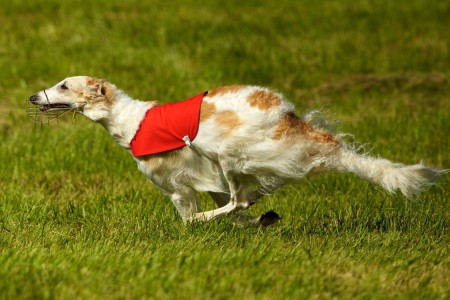 Majstrovstvá Európy v coursingu 2016 Veľké Pole - Aprelka 12.miesto